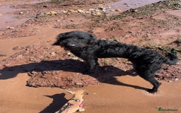 Labradoodle dogs for sale: Very lovely boy Bear 🐻  - Image 6