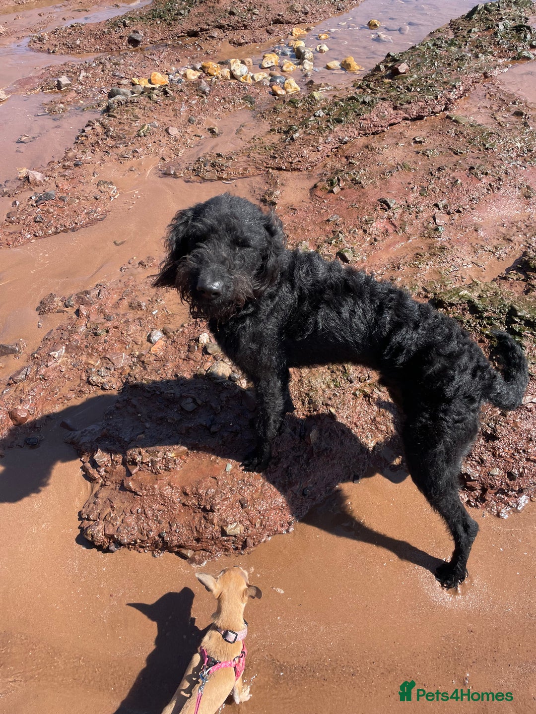 Labradoodle dogs for sale: Very lovely boy Bear 🐻  - Image 6