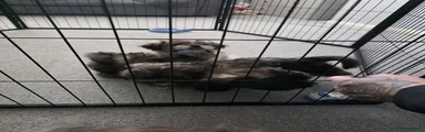 Shih Tzu 1