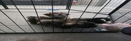 Shih Tzu dogs for sale: 2 male 1 female shih tzu  in Hartlepool - Advert 4