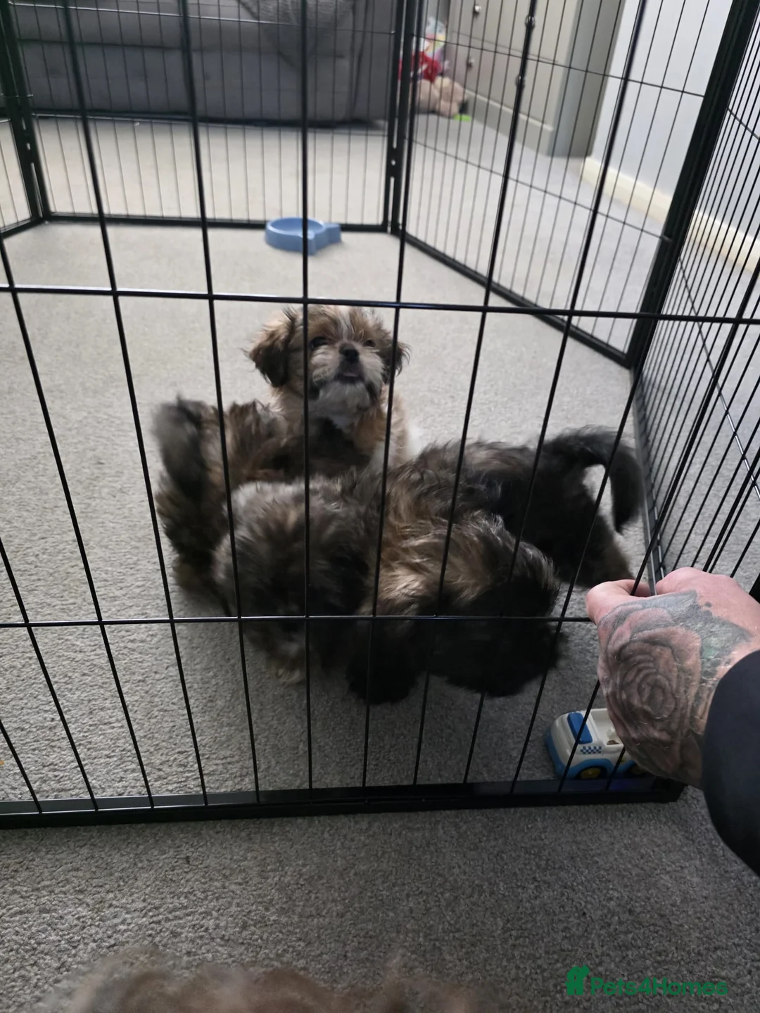 Shih Tzu dogs for sale: 2 male 1 female shih tzu  in Hartlepool - Advert 4