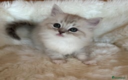 RagaMuffin cats for sale: PEDIGREE RAGAMUFFIN KITTENS RARE - Image 2