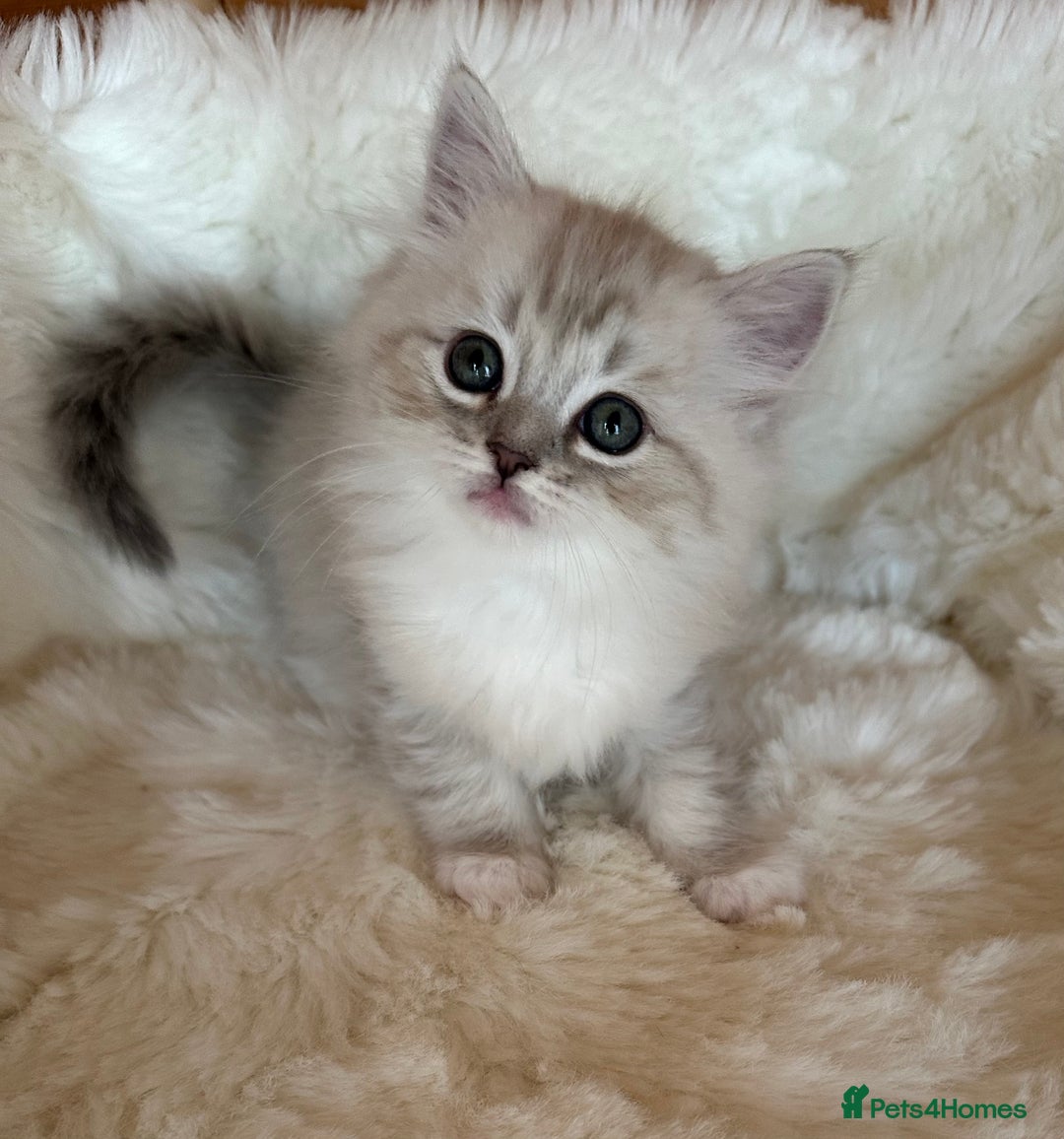 RagaMuffin cats for sale: PEDIGREE RAGAMUFFIN KITTENS RARE - Image 2