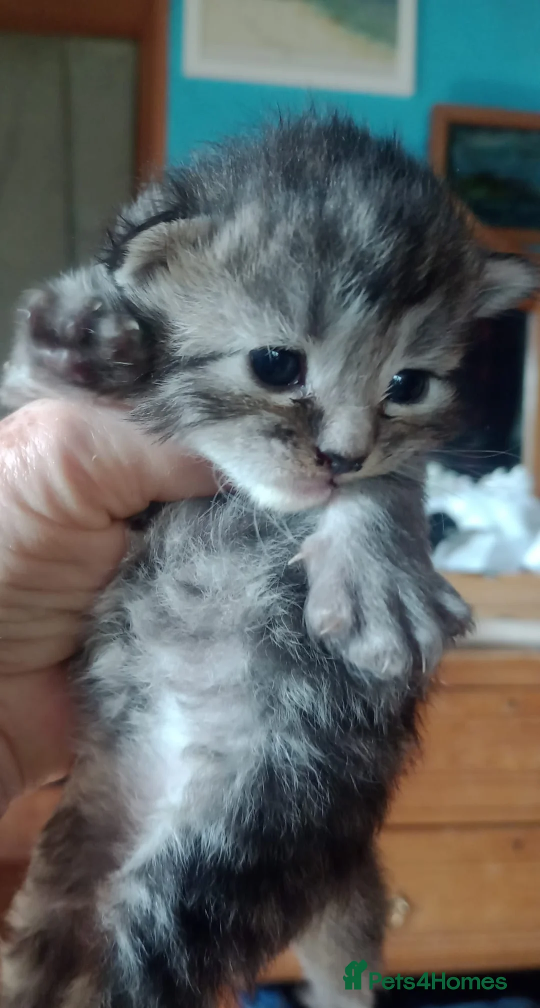 Maine Coon cats for sale: Maine Coon Kittens - Advert 30