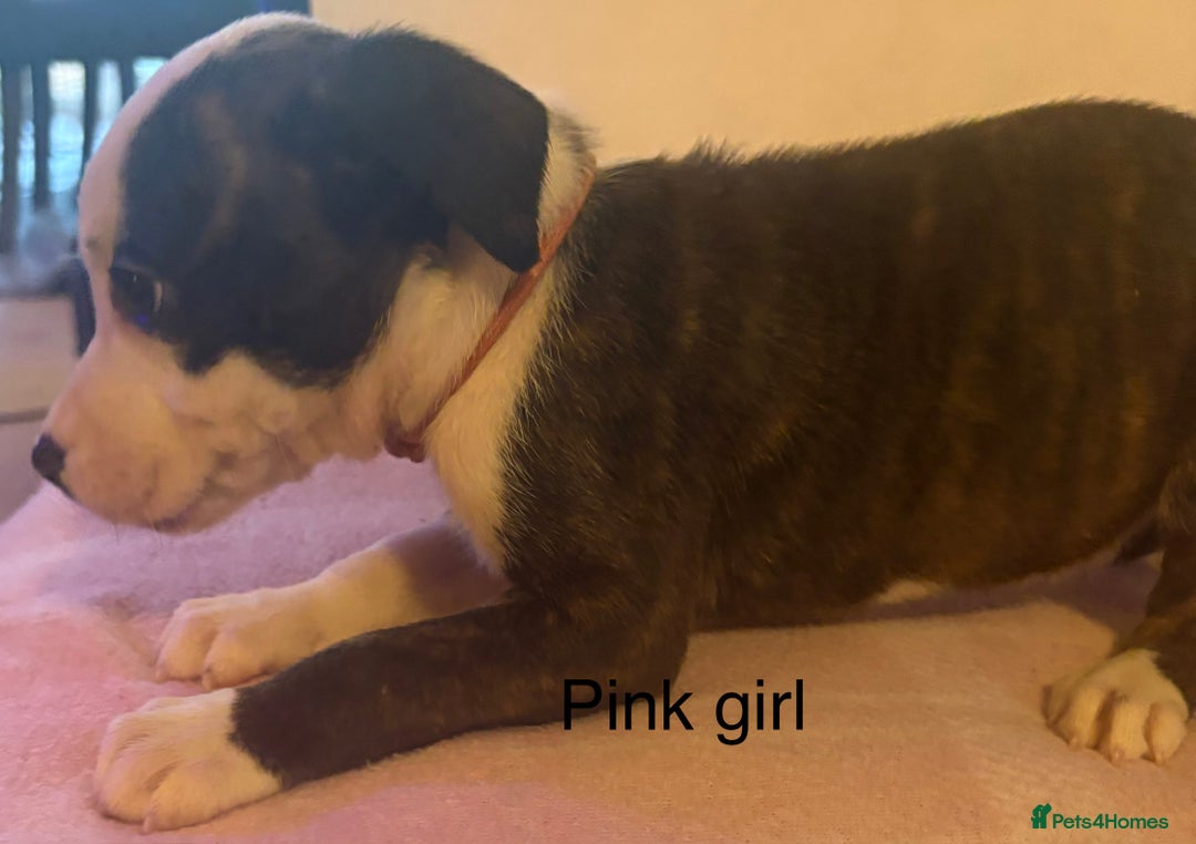 Staffordshire Bull Terrier dogs for sale: Beautiful coloured staffies - Image 26