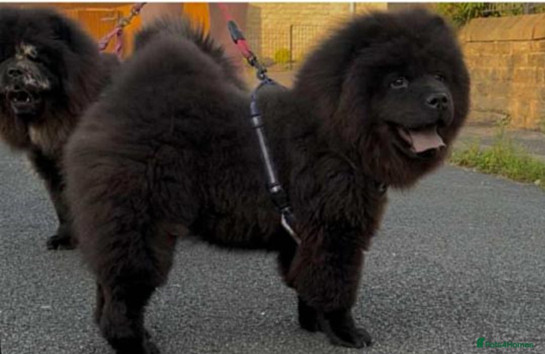 Chow Chow dogs for sale: Beautiful well bred chow chow - Image 5