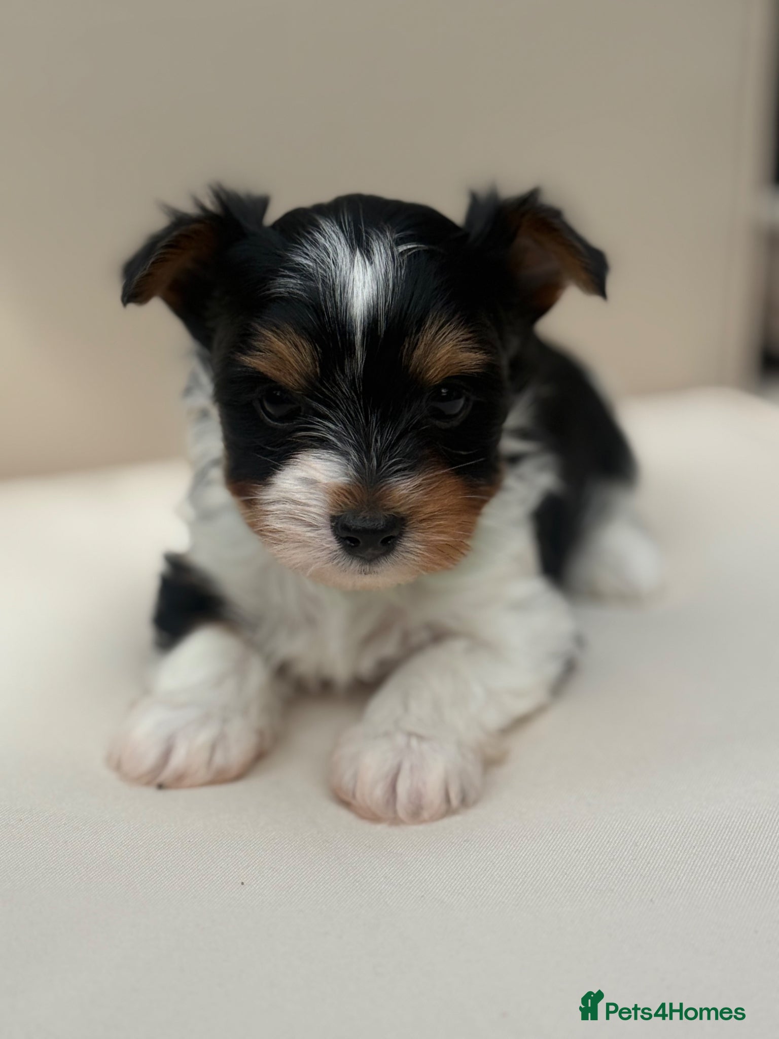 Biewer Terrier dogs 🐶 Beautiful Biewer Yorkshire Terrier Puppies🐶 - Advert 2