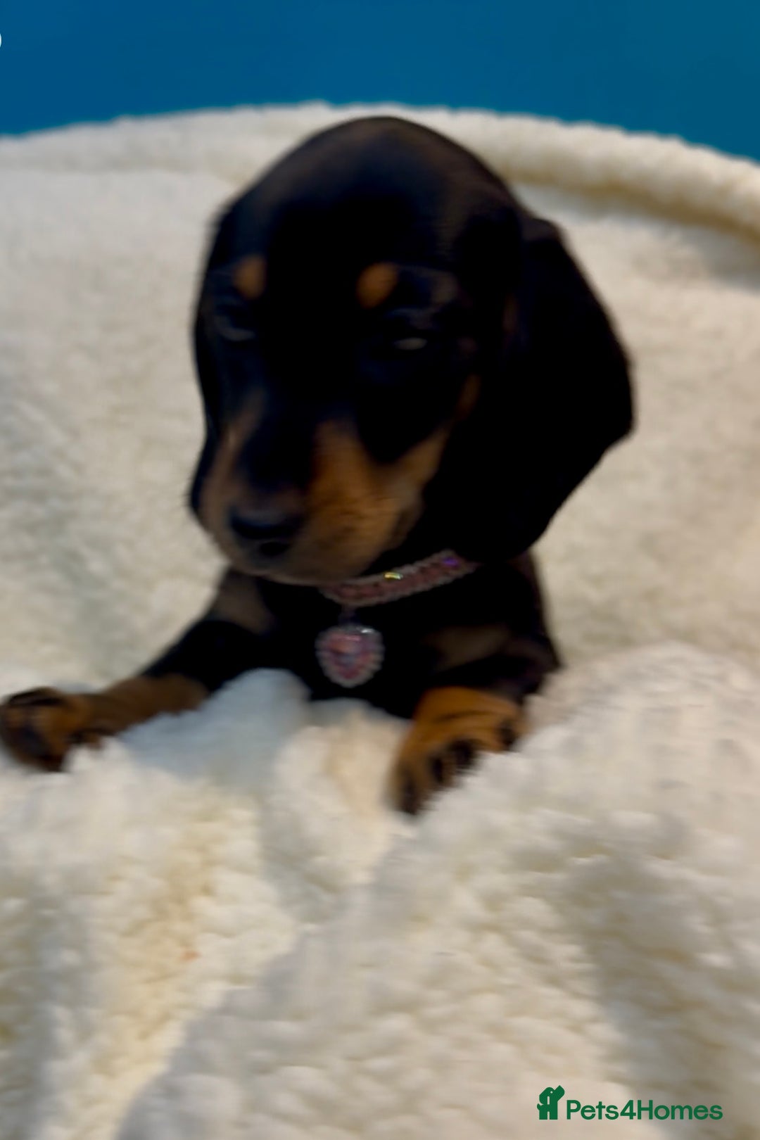 Dachshund dogs for sale: Kc registered miniature smooth daschunds  - Advert 7