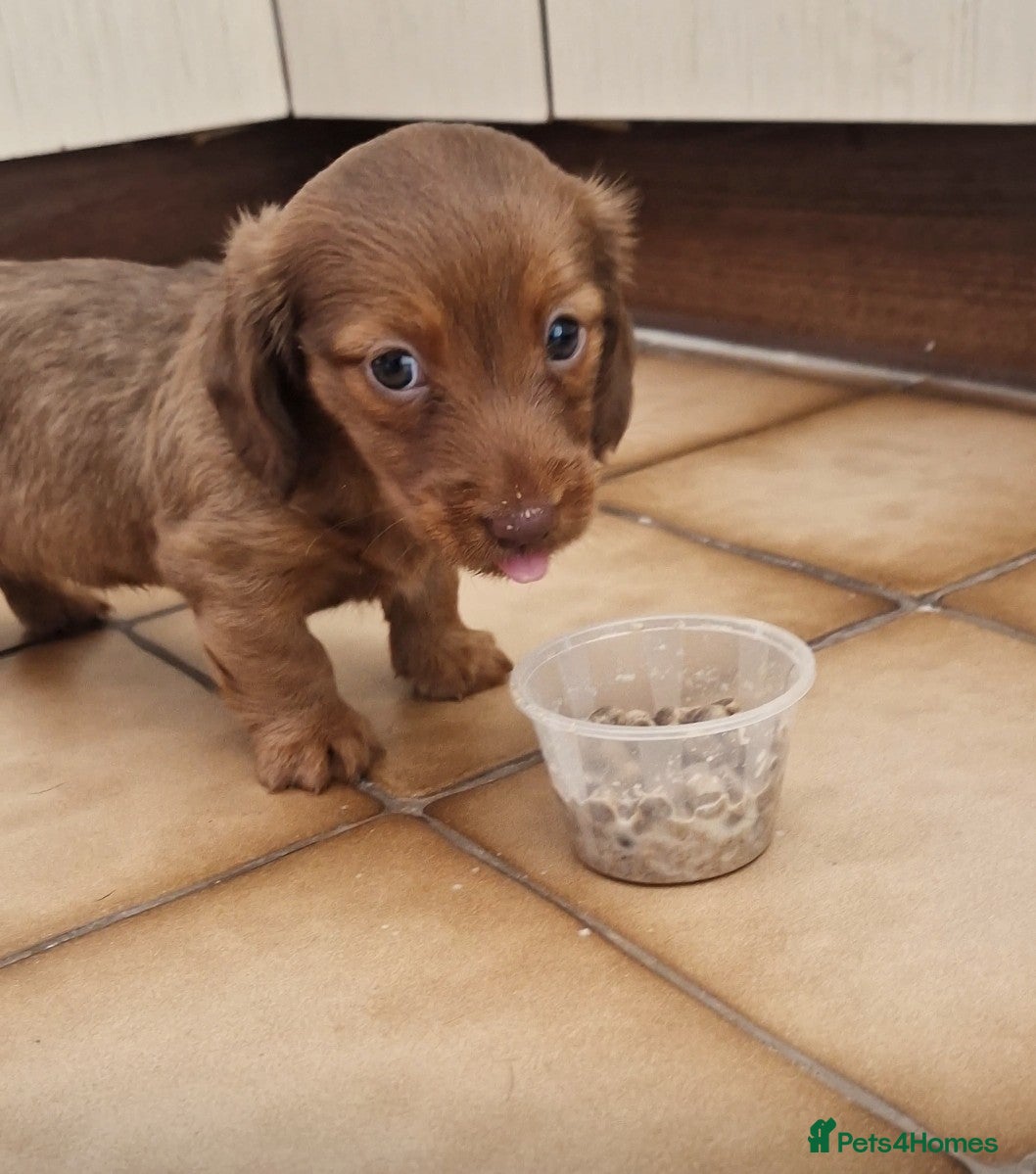Miniature Dachshund dogs Beautiful chocolate and tan long haired puppy - Advert 1