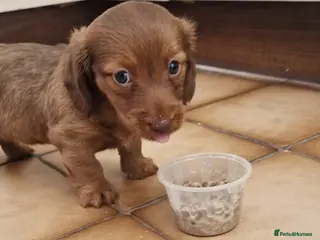 Miniature Dachshund dogs Beautiful chocolate and tan long haired puppy - Advert 1