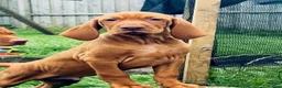 Hungarian Vizsla dogs for sale: Hungarian Vizsla Puppies – Rich Geltwood Heritage - Advert 6