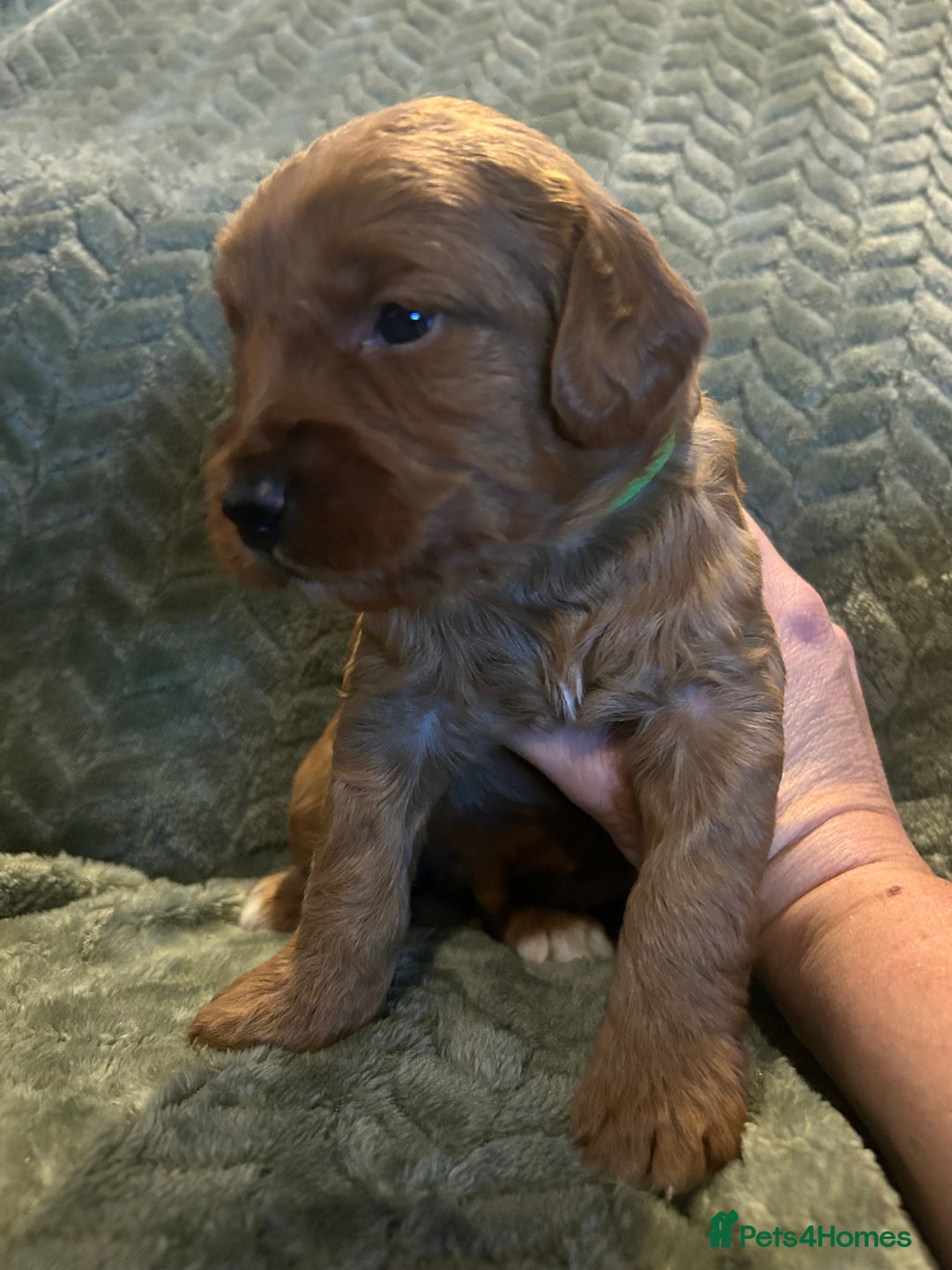 Labradoodle dogs for sale: 🐾F1b Healthy Labradoodle Puppies – Ready 18 Dec🐾 - Advert 27