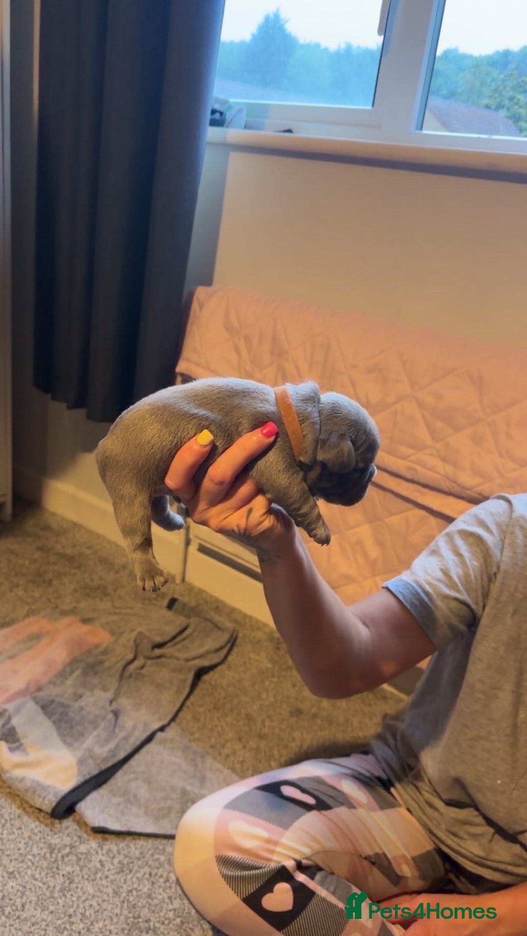 French Bulldog dogs for sale: French bulldog puppies  - Image 15