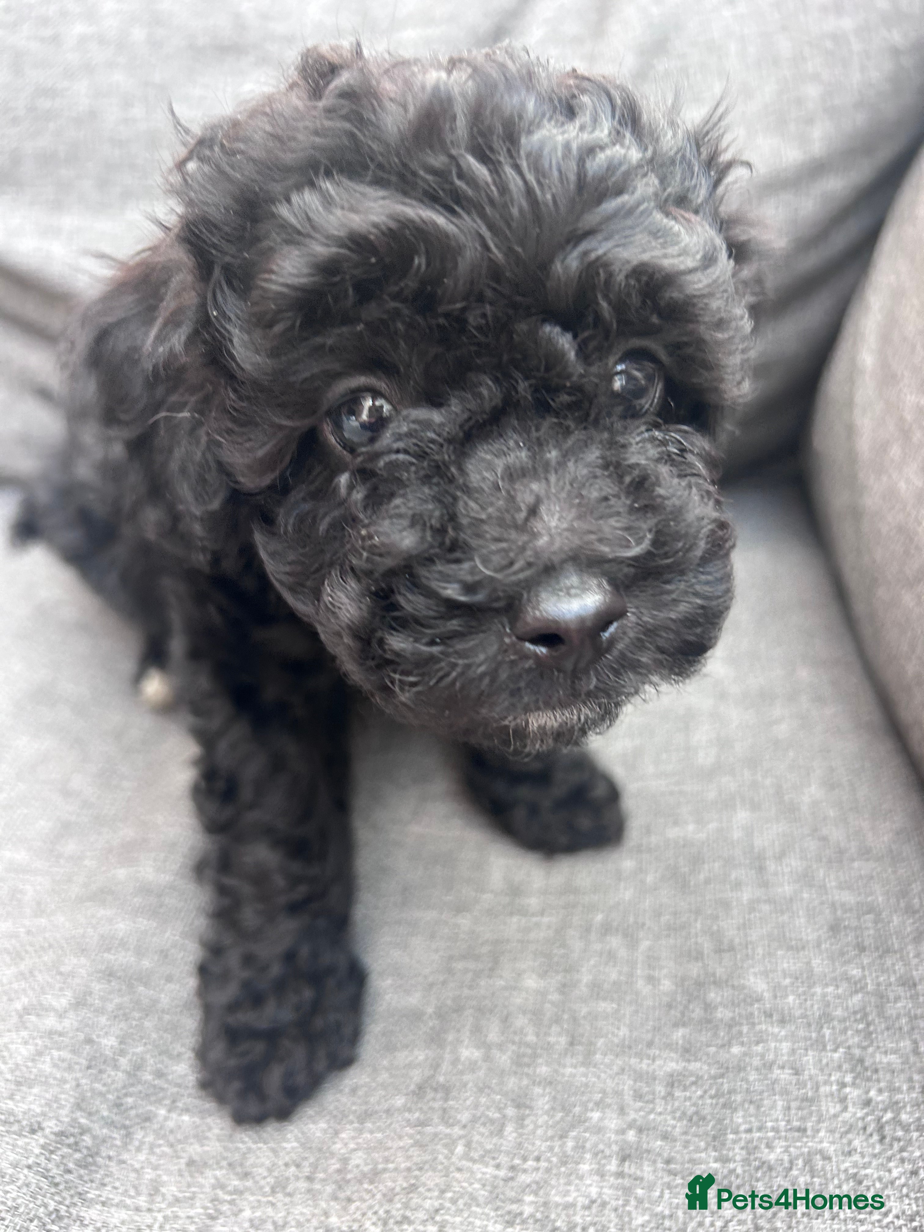 Cavapoo dogs 🐾 F1B MINIATURE CAVAPOO PUPPIES ARE HERE! 🐾 - Advert 2