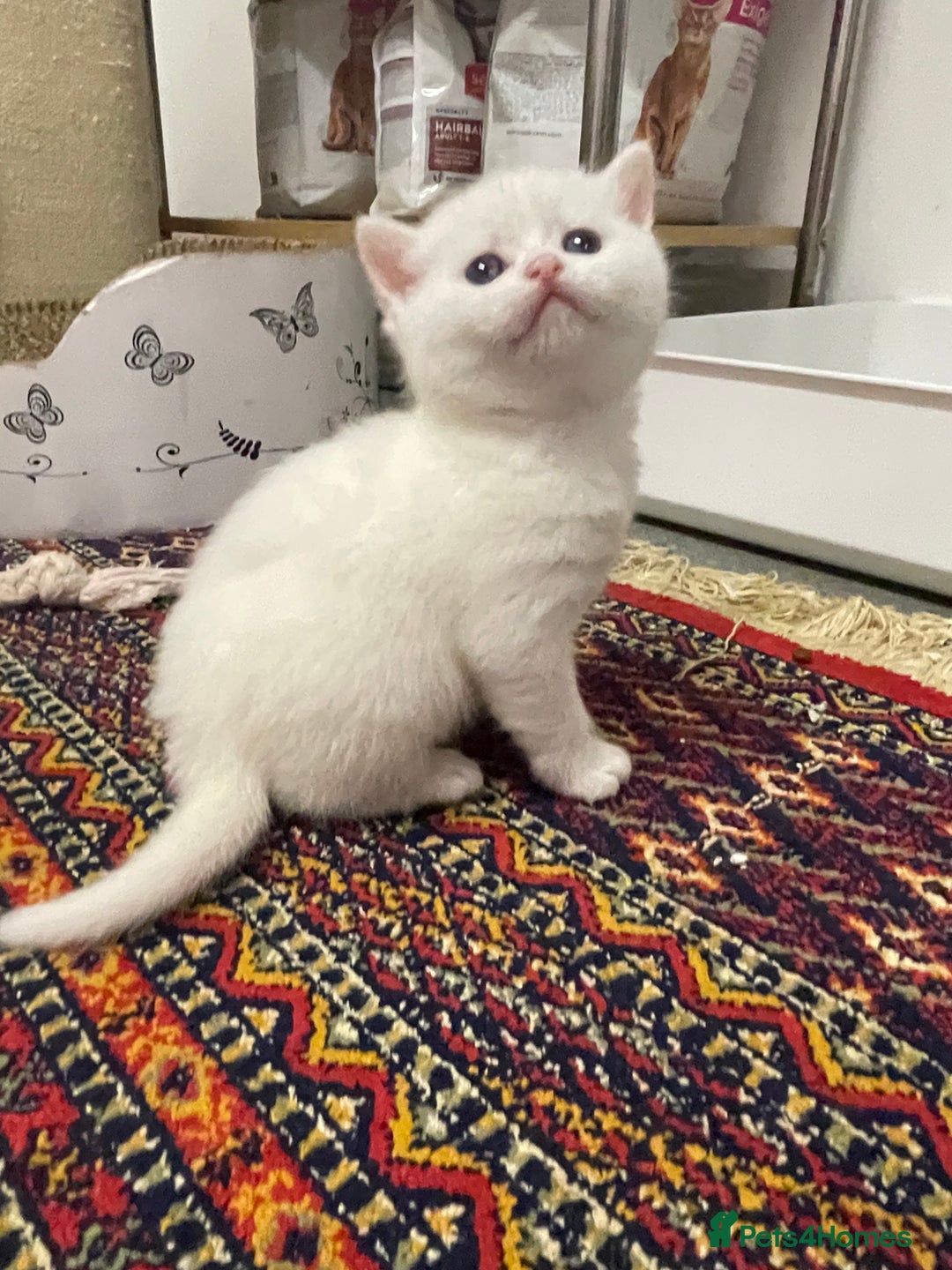 British Shorthair cats for sale: Adorable golden kittens - Advert 13