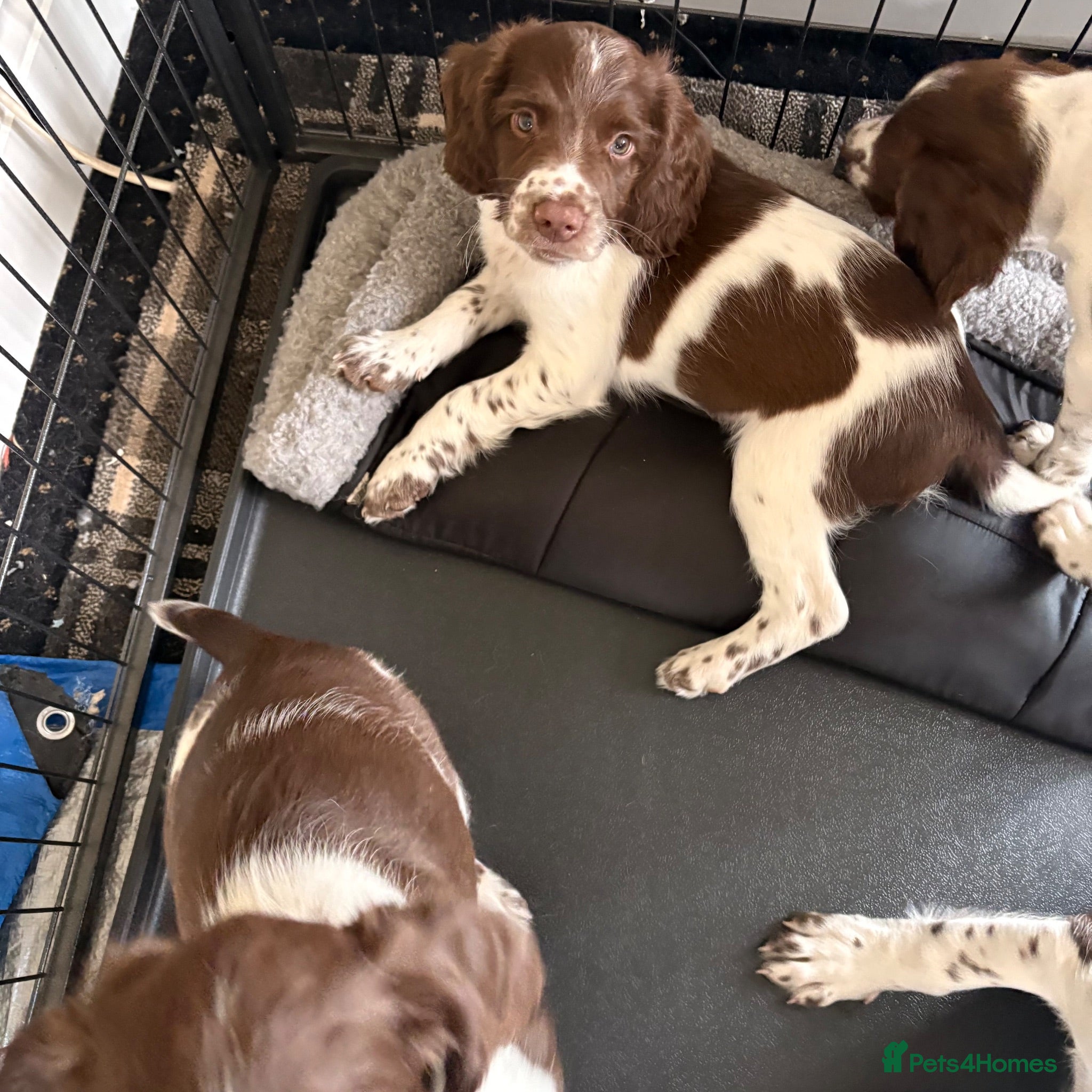 English Springer Spaniel dogs 1 working English springer spaniels - Advert 4