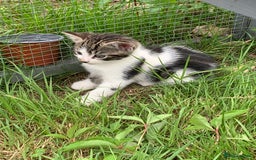 Mixed Breed cats for sale: Maine coon x Tabby kittens  - Image 7