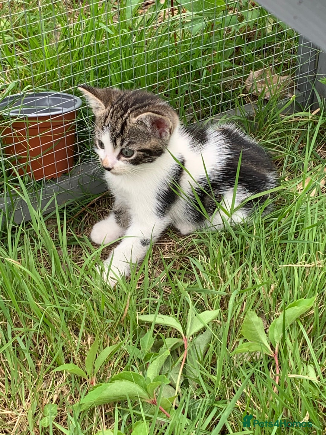 Mixed Breed cats for sale: Maine coon x Tabby kittens  - Image 7
