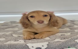 Miniature Dachshund dogs for sale: 💖LAST GIRL💖Longhaired Cream Miniature Dachshund in Bolton - Image 1