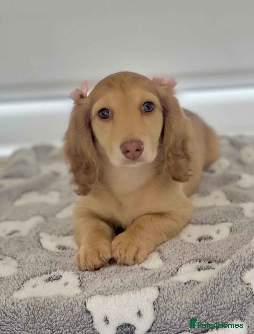 Miniature Dachshund dogs for sale: 💖LAST GIRL💖Longhaired Cream Miniature Dachshund in Bolton - Image 1