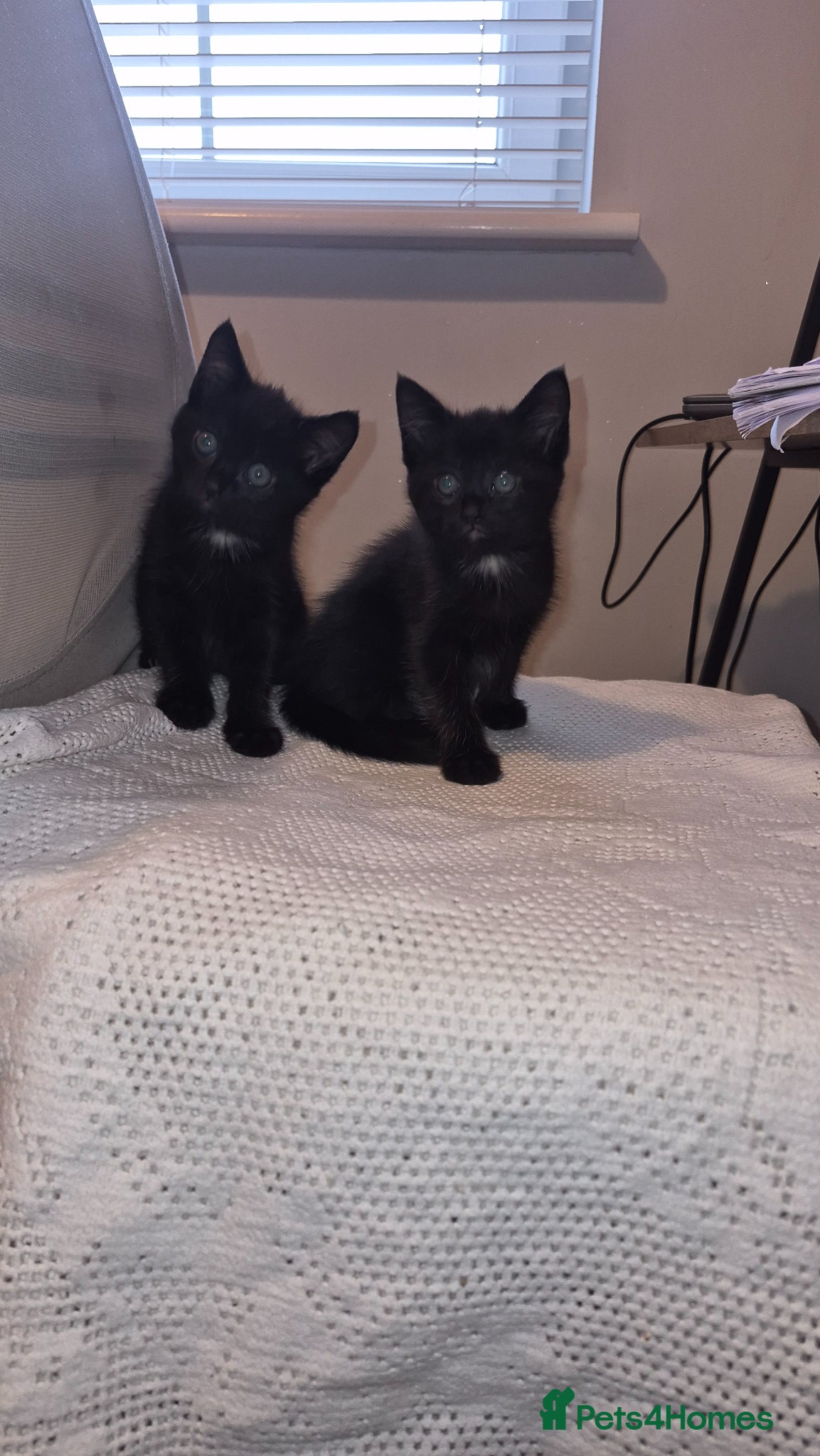 Mixed Breed cats Gorgeous brother and sister black & white kittens - Advert 1