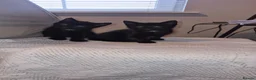 Mixed Breed cats for sale: Gorgeous brother and sister black & white kittens - Advert 1
