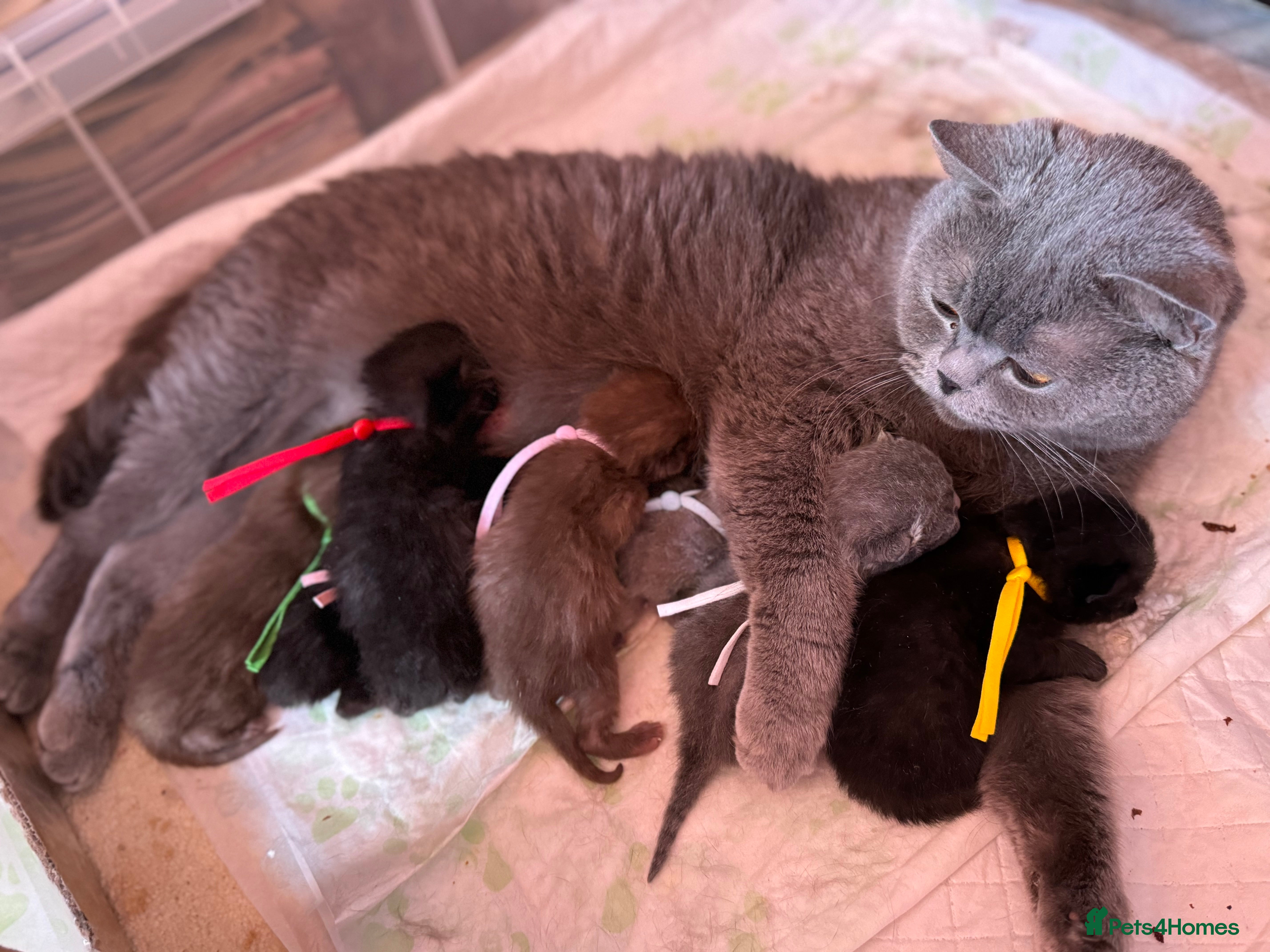 British Shorthair cats ❤️ Gentle Adult BSH Cats Searching for a Home ❤️ - Advert 1