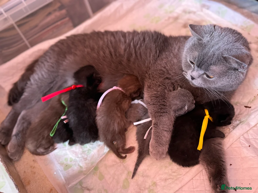 British Shorthair cats for sale: ❤️ Gentle Adult BSH Cats Searching for a Home ❤️ - Advert 1