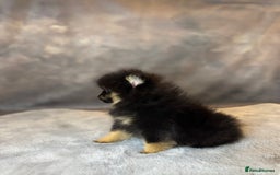 Pomeranian dogs for sale: Lovely little Poms available  - Image 5