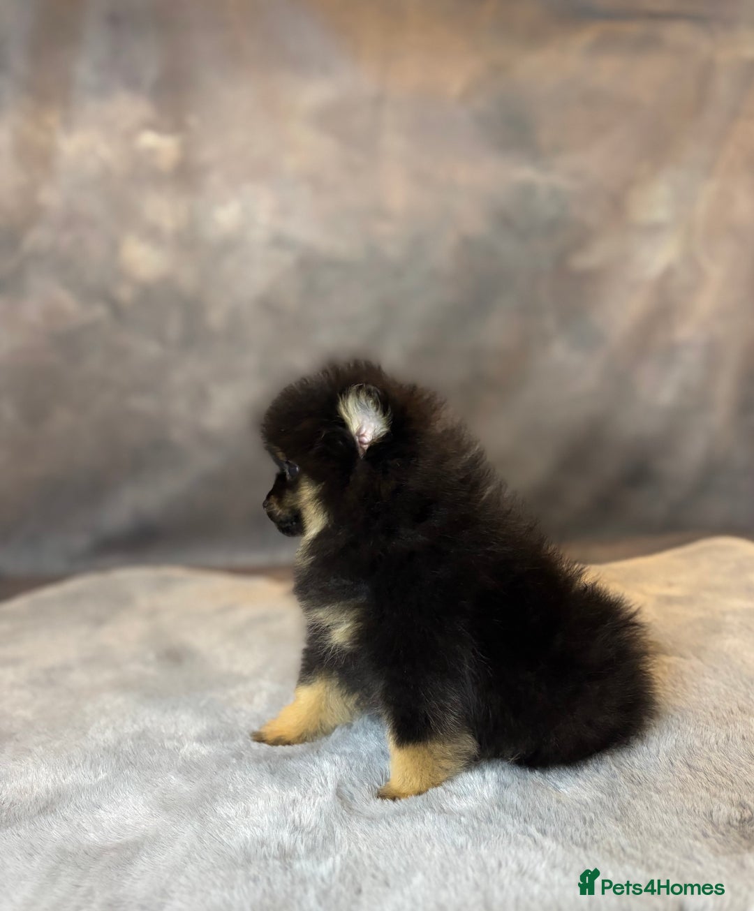 Pomeranian dogs for sale: Lovely little Poms available  - Image 5