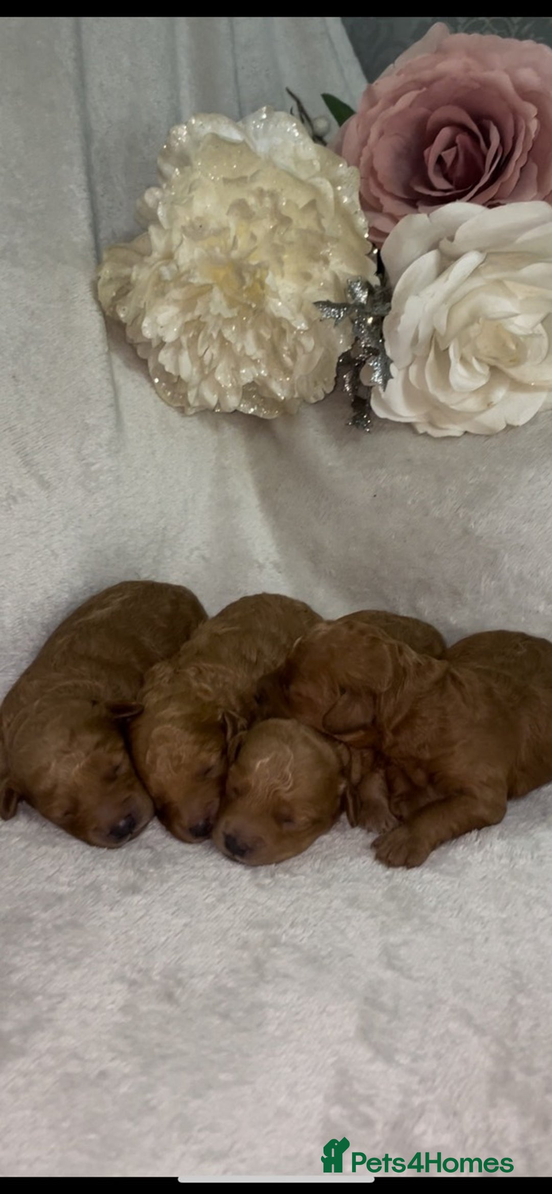 Toy Poodle dogs for sale: Stunning toy poodles  - Image 3