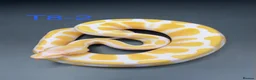 Snake reptiles for sale: Hatchling ball/royal pythons  - Advert 11
