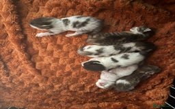 Norwegian Forest Cat cats for sale: Stunning friendly family raised kittens - Image 1