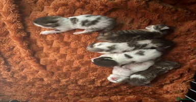 Norwegian Forest Cat cats - Advert 3