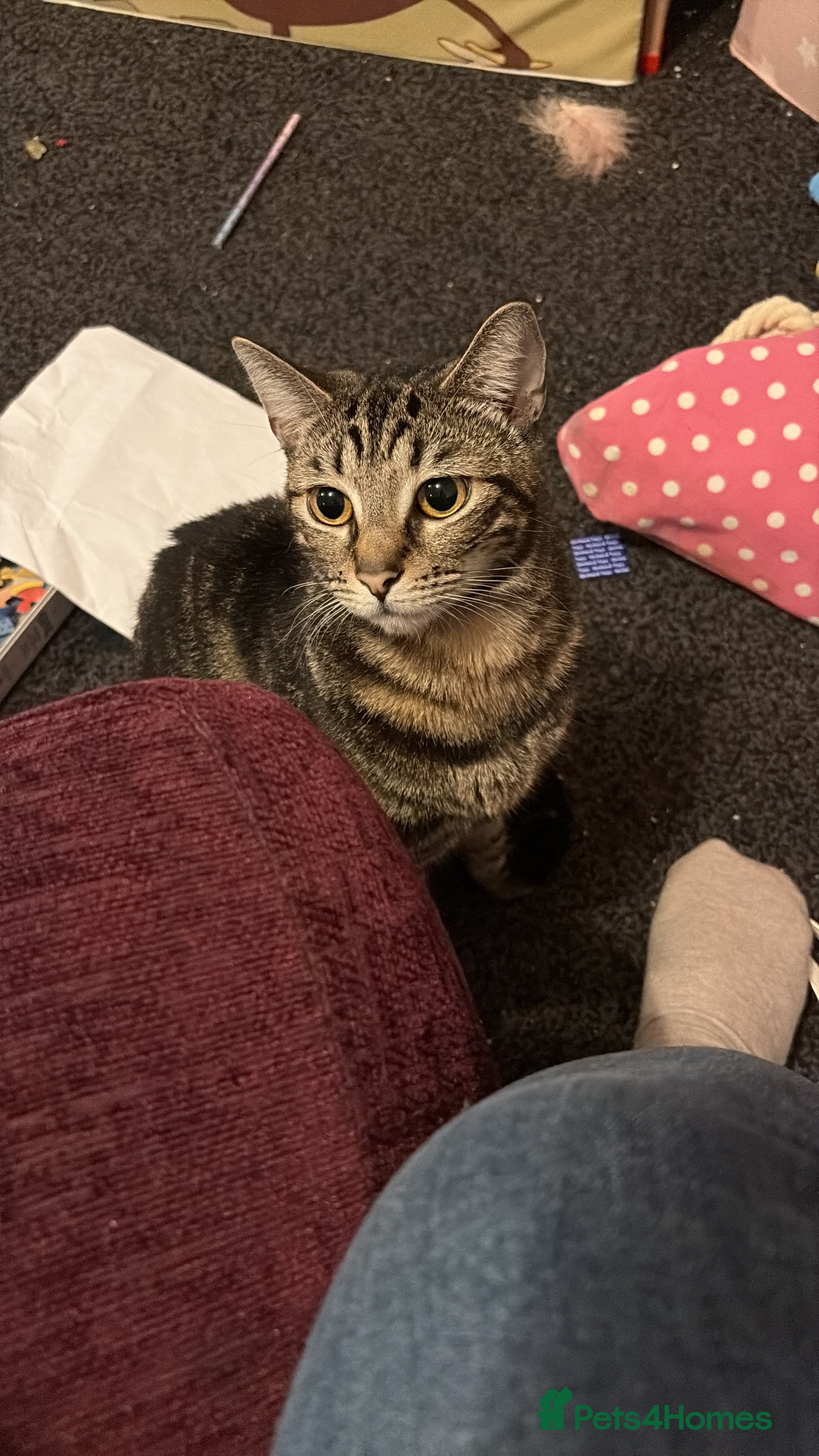 Domestic Shorthair cats Bella - Advert 3