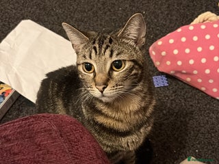 Domestic Shorthair cats for sale: Bella - Advert 1