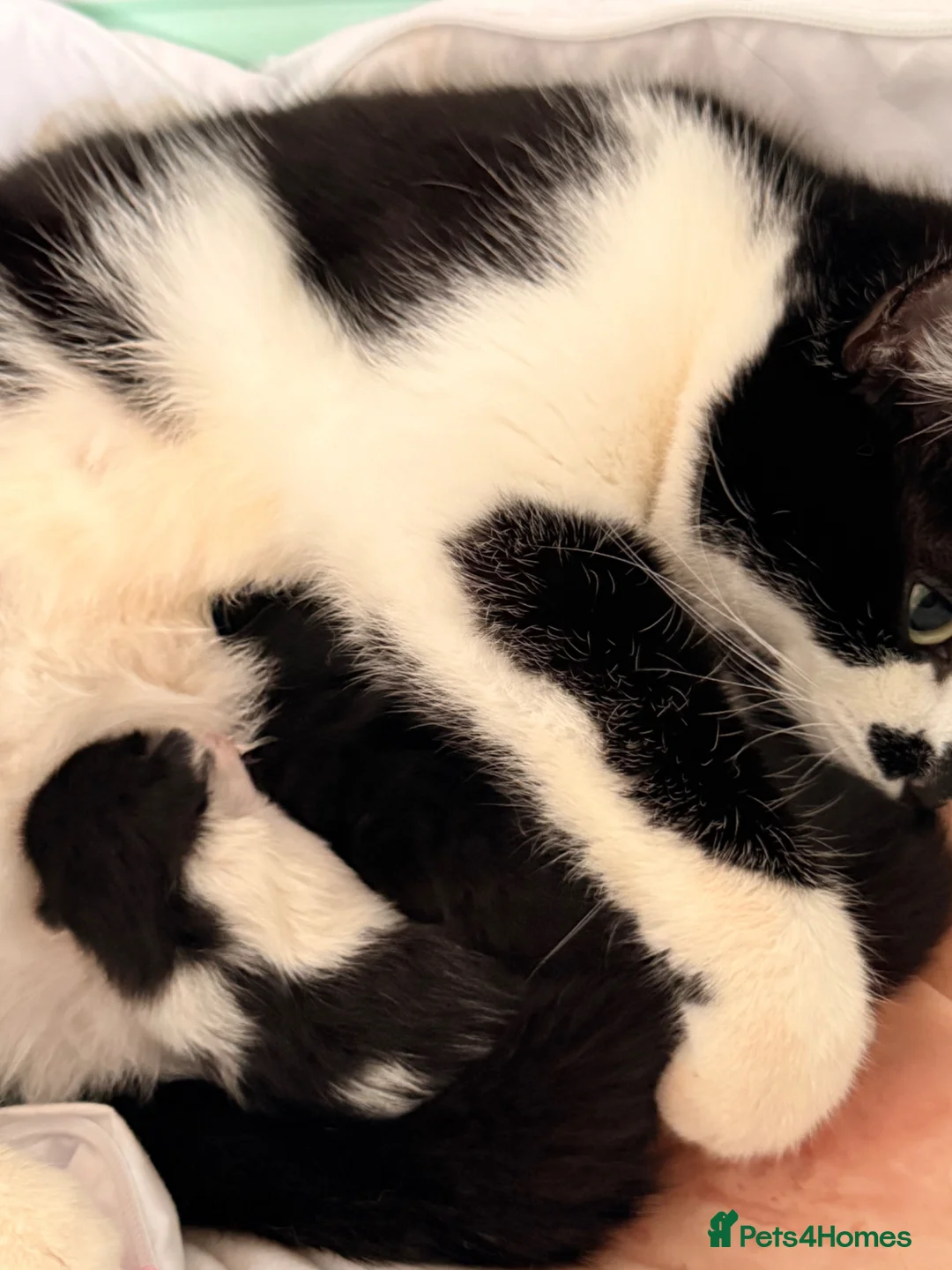 Maine Coon cats for sale: 3 female kittens for sale  - Advert 1