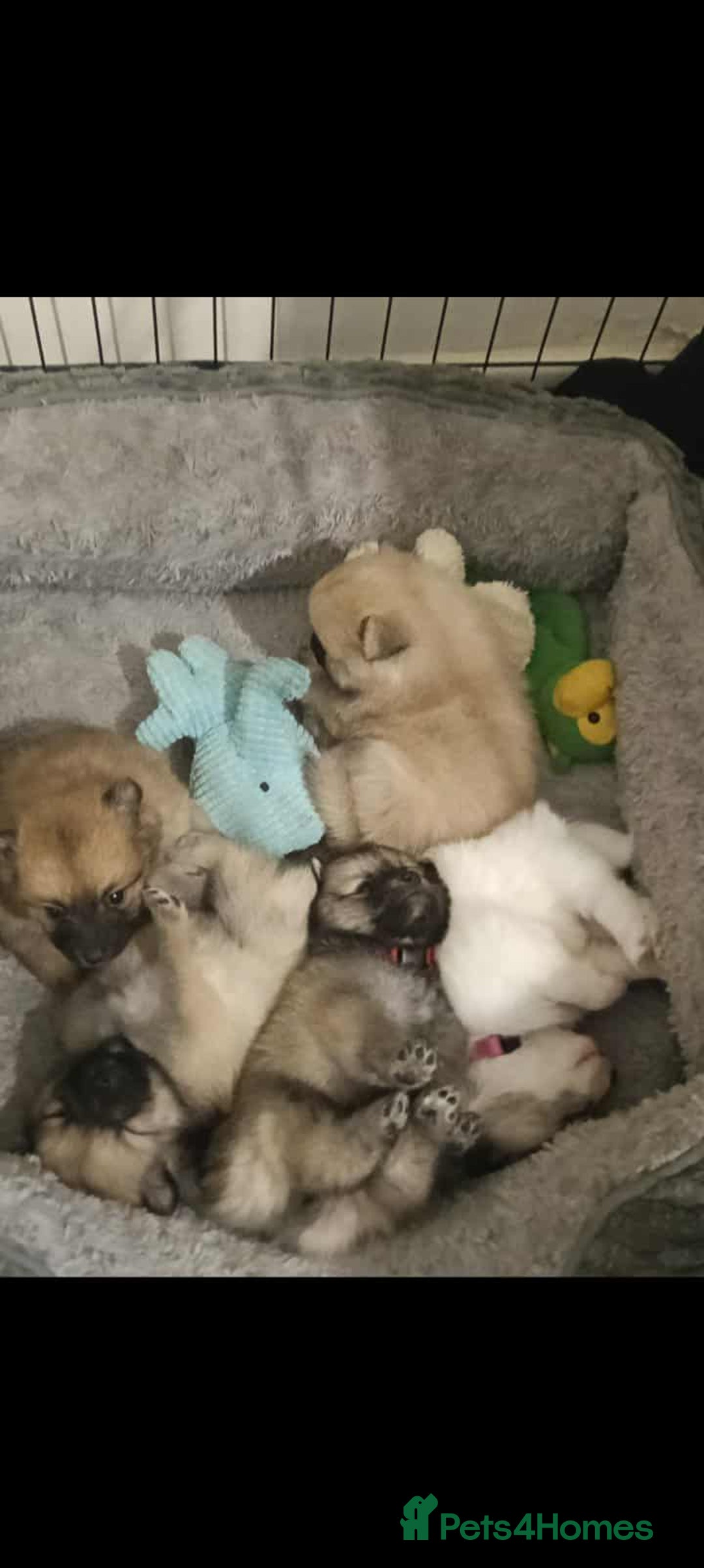 Pomeranian dogs for sale: Pomeranian puppies looking for their forever homes - Image 12