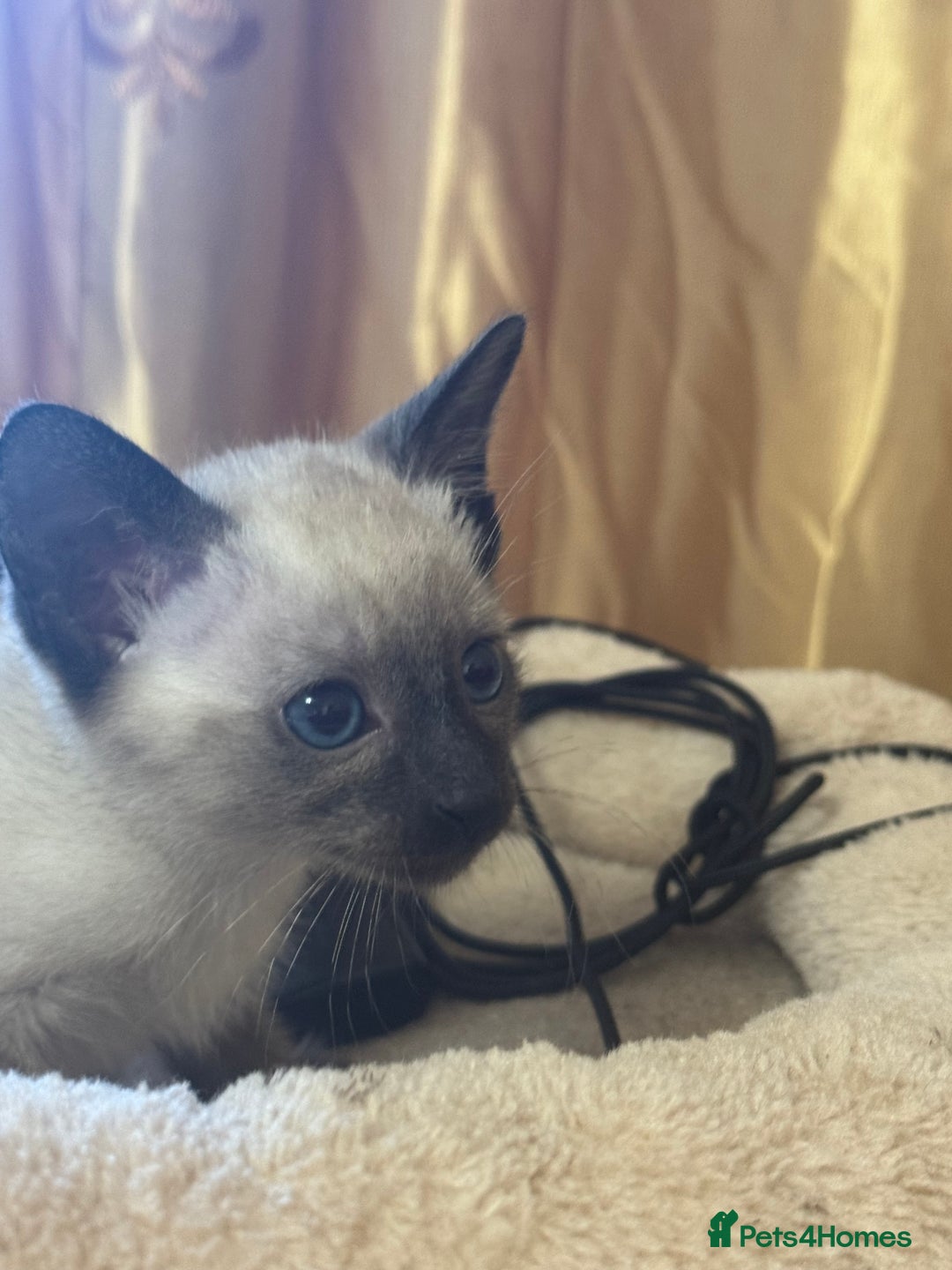 Siamese cats for sale: Seal point Siamese kittens - Advert 6