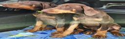 Dobermann dogs for sale: 💝🐾 Ready Now Chunky KC Registered pups 🐾 💝 - Advert 6