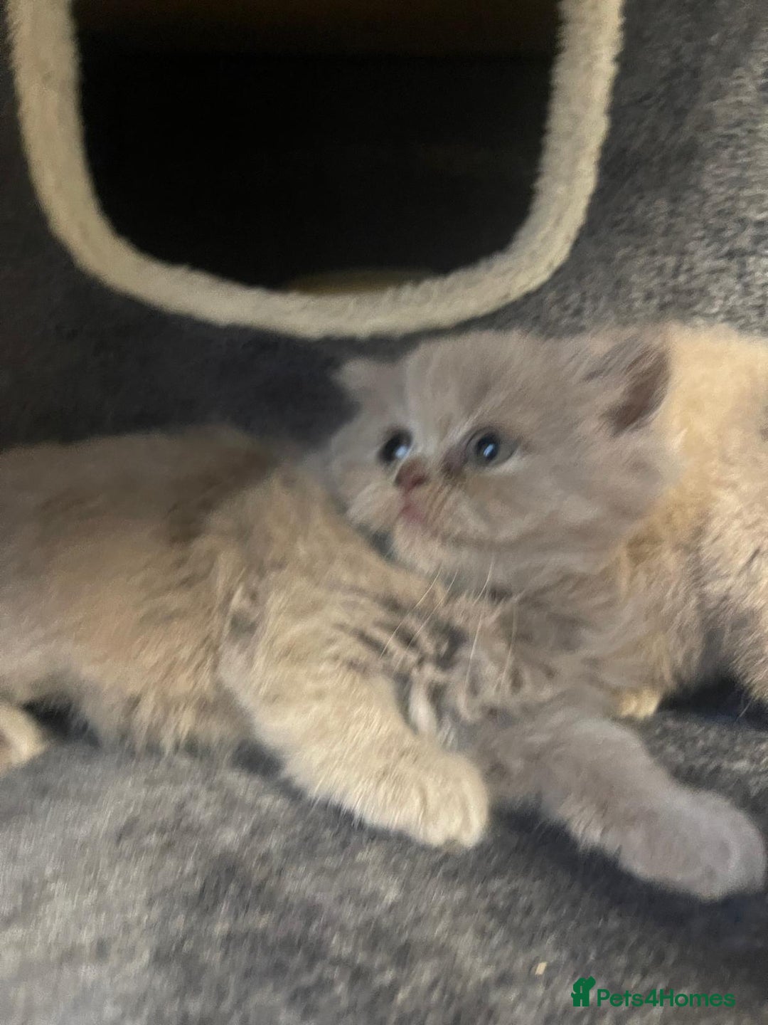 British Shorthair cats for sale: Purebred  British Shorthair Kittens - Advert 15