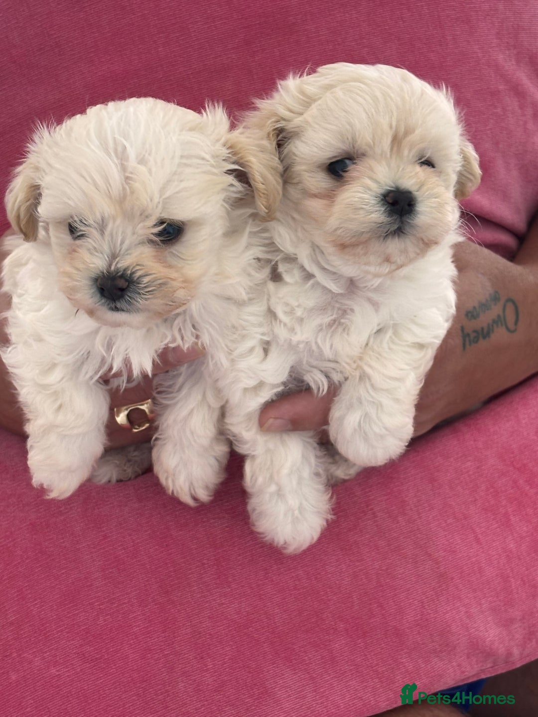 Maltipoo dogs for sale: Adorable Micro Maltipoo f1s  - Image 10