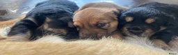 Mixed Breed dogs for sale: For sale 3 chowba cross sprocker puppies - Advert 6