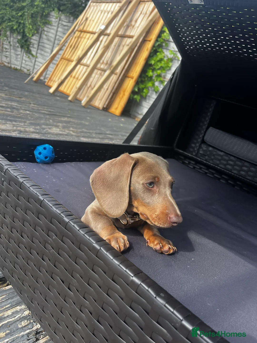Miniature Dachshund dogs for sale: Dachshund  - Advert 8