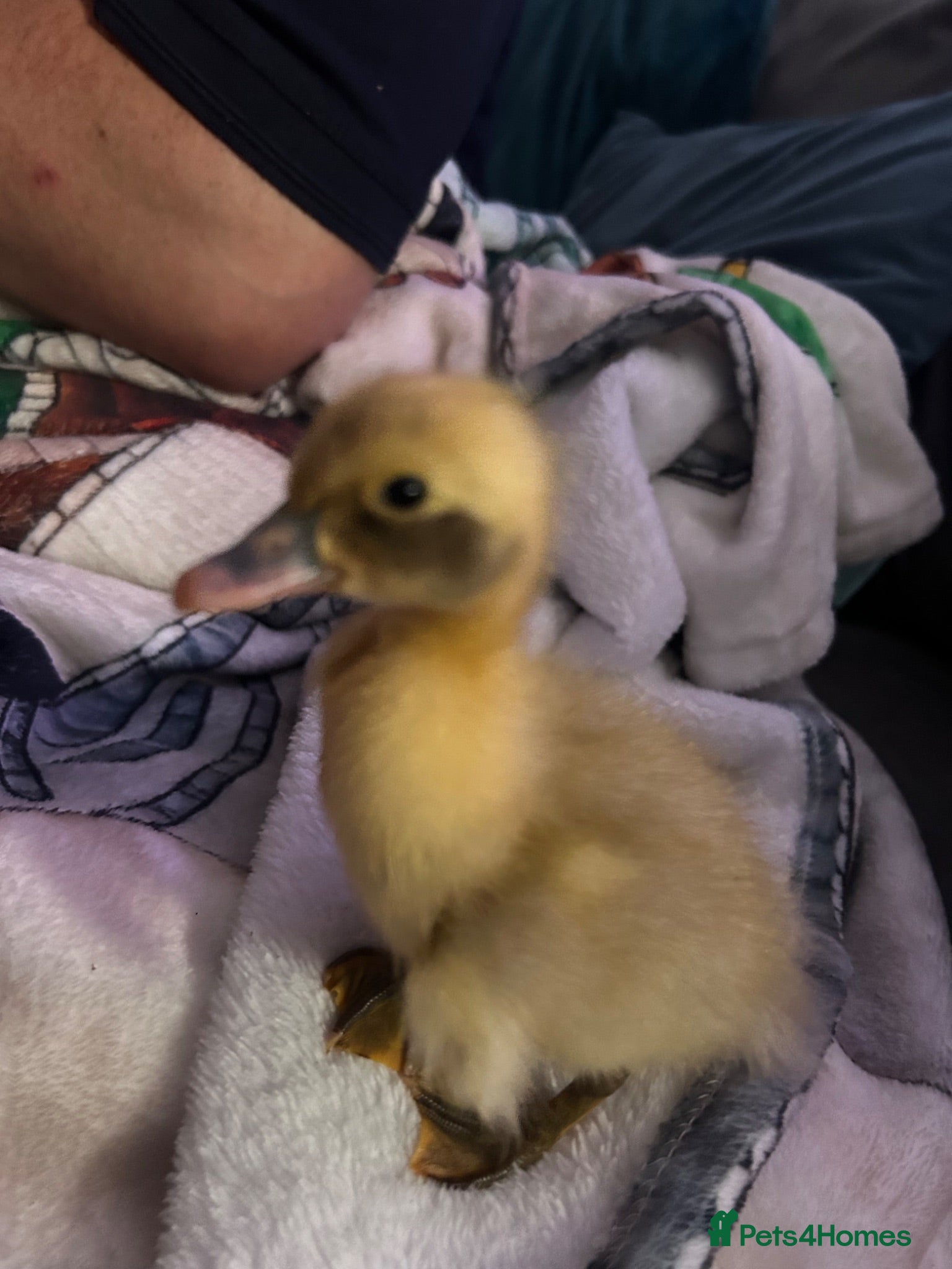 Ducks poultry Cayuga runner duck x  - Advert 4
