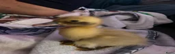Ducks poultry for sale: Cayuga runner duck x  - Advert 1