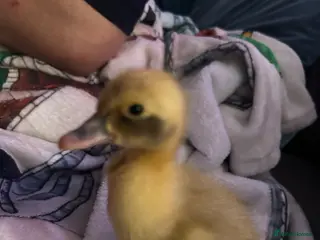 Ducks poultry Cayuga runner duck x - Advert 1