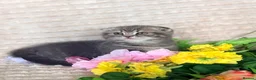 Scottish Fold cats for sale: Scottish Fold Kittens - Advert 7