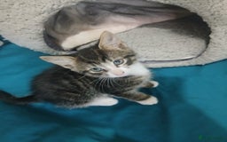 Mixed Breed cats for sale: Tabby twin boys  - Image 5