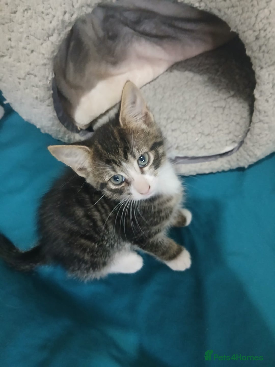 Mixed Breed cats for sale: Tabby twin boys  - Image 5